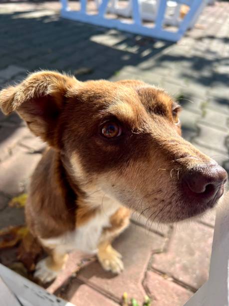 istock closeup head of dog looking at the camera 1462178258