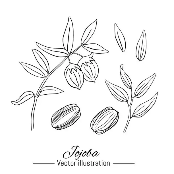 Vector illustration of Jojoba plant hand drawn collection. Kernel and leaves on white background. Vector illustration.