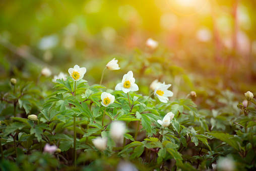 Blooming Snowdrop Anemone flowers under the trees closeup view