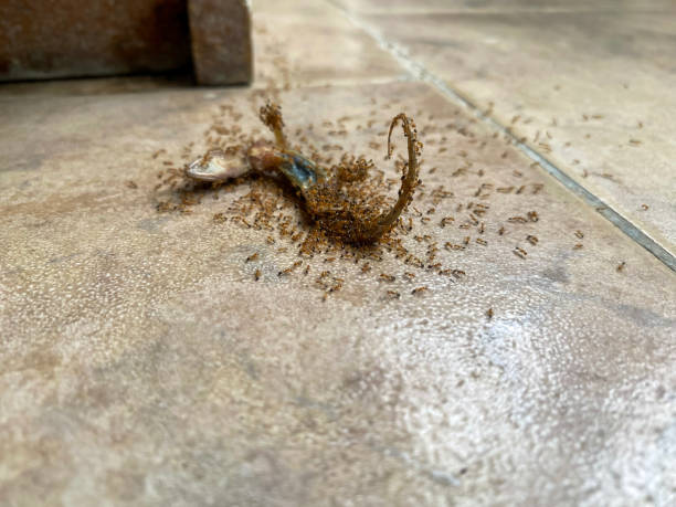 istock red ants and house lizard skull 1462183744