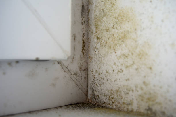 istock Mold around the plastic window due to high moisture 1462183751