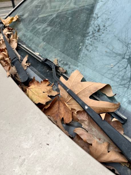 istock dried yellow leaves on car window in autumn 1462183763
