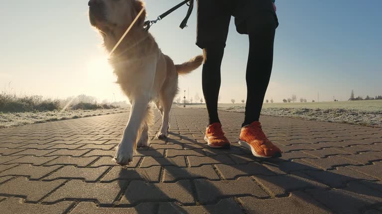 Man running with golden retriever dog with sunlight