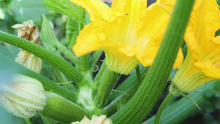 blooming yellow marrow flowers and marrow vegetables growing at the garden