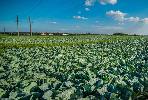 cabbage, agriculture landscape with beautiful blue sky