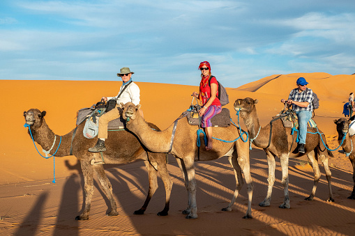 A small group of tourists take a tour of the desert on camels. Photo was taken in the Chebbi Desert In Morocco. Orange coloures dunes in the background, Erg Chebbi is part of the Sahara Desert