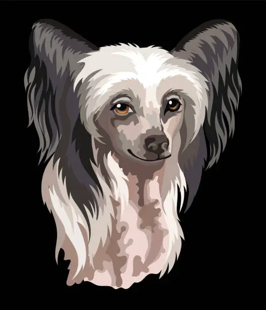 Vector illustration of Portrait of Chinese Crested dog close up vector illustration