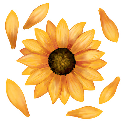Botanical decorative elements collection of sunflower head and petals isolated on white background.