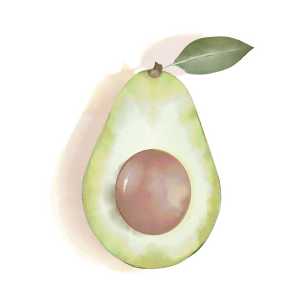 ilustraciones, imágenes clip art, dibujos animados e iconos de stock de aguacate mitad en acuarela. - guacamole avocado cutting white background