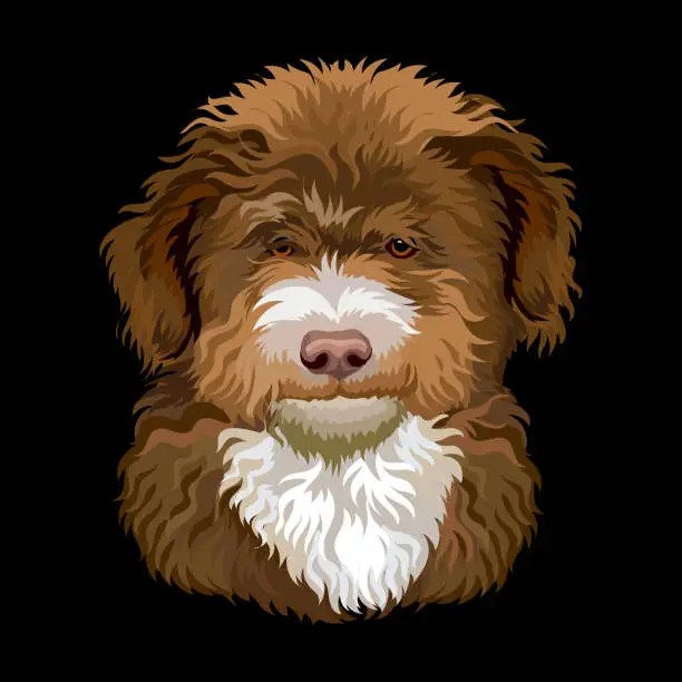 Vector illustration of Portrait of Barbet French water dog close up vector illustration