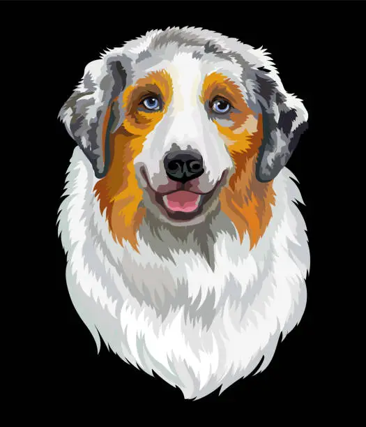 Vector illustration of Portrait of Australian shepherd dog close up vector illustration