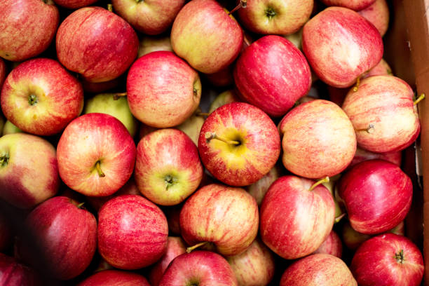 istock Delicious fresh apples close-up. (avitaminosis, harvest, temptation - concept) 1462192742