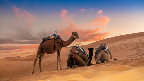 Three camels in the desert during sunset