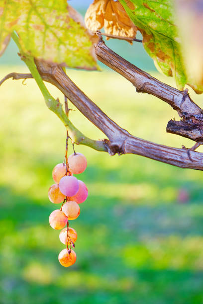 Last late grape fruit hanging in vineyard, saturated and colorful