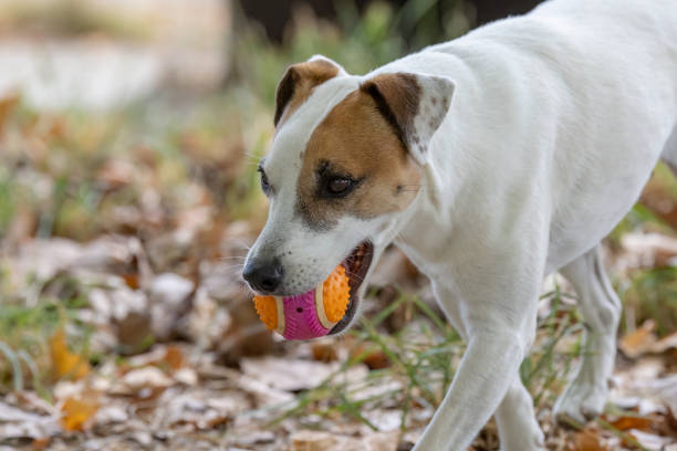 istock Dog with ball playing with children 1462195504