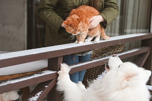 young woman with ginger cat and samoyed dog outdoors in winter