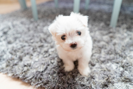 a cute little dog Bichon maltes with white fluffy fur poses funny Potret cute small dog Bichon maltes with white fluffy fur poses funny on a grees background, selectively focusing on the eyes and muzzle