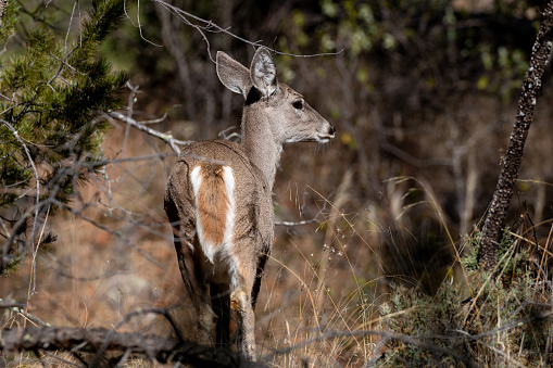 wild mule deer on the prairie in rut, mating season