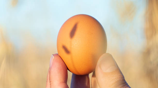 istock natural fresh eggs in organic farm 1462199424