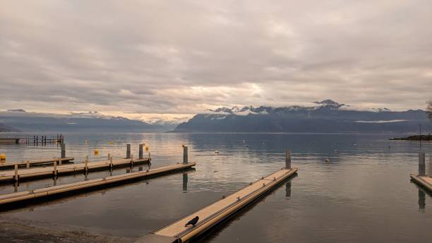 istock Bird at the lake 1462199623