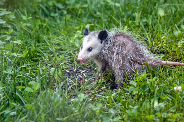 istock An Opossum in Green Grass 1462200033