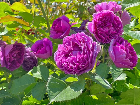 Waterlogged and rotting pink roses after persistent rain.