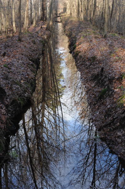 A small brook or stream or creek in a forest with trees reflecting in the water