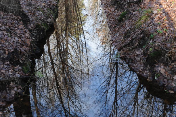 istock A small brook or stream or creek in a forest with trees reflecting in the water 1462202814