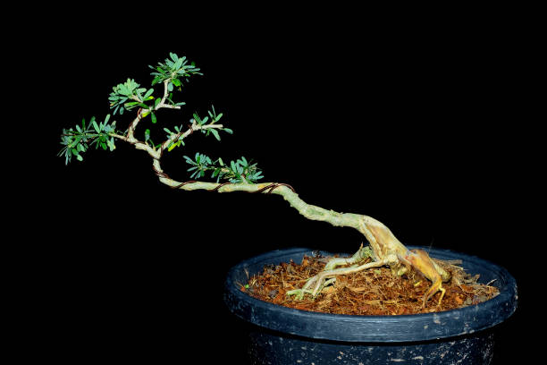 istock Antidesma acidum ,Linh sam In process to bonsai 1462203825
