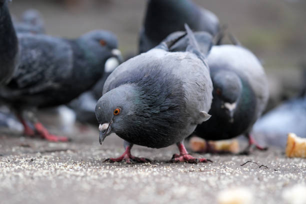istock City pigeons close-up 1462203993