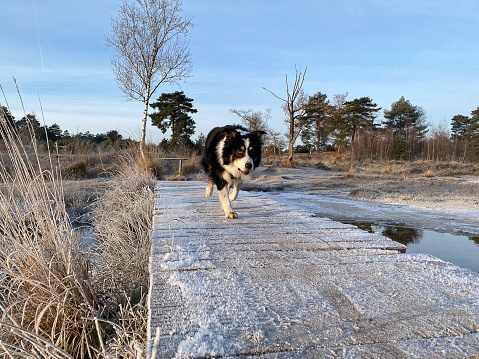 Border collie on morning walk on a cold winter day