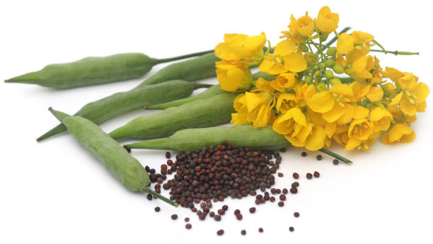 istock Closeup of mustard flowers 1462205594