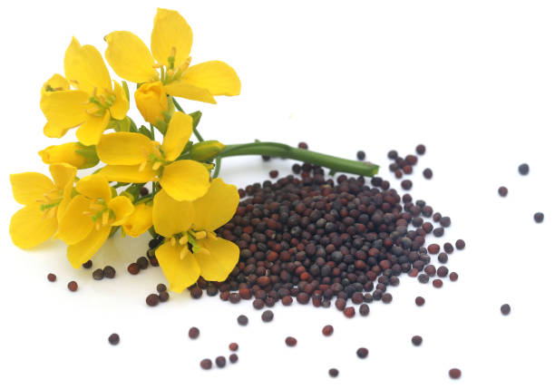 istock Closeup of mustard flowers 1462205605