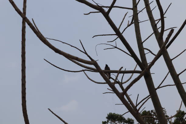 istock Beautiful bird is singing on the winter tree's branches 1462205760
