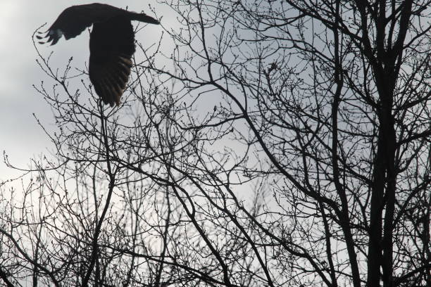 istock Bird of prey 1462206595
