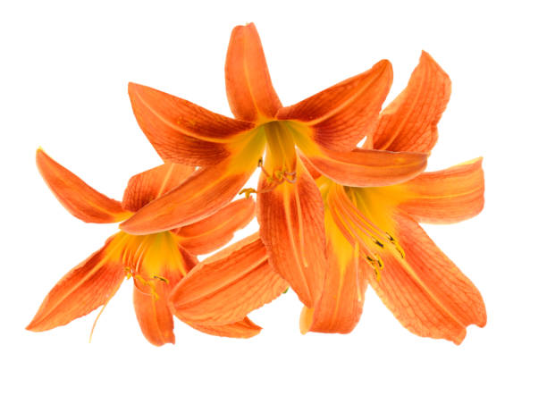 istock A bunch of day lily 1462206754