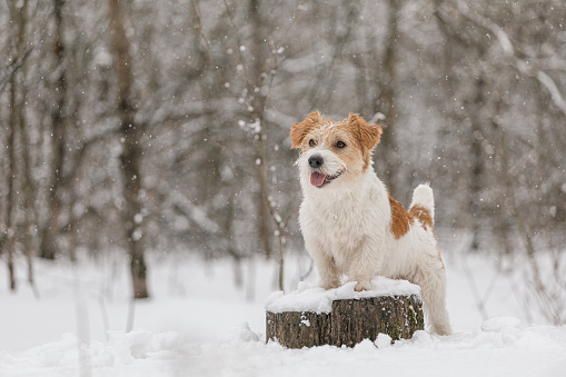 Wet dog stands in the forest in winter. Wirehaired Jack Russell Terrier in the park for a walk. Snow is falling against the background of the animal. New Year concept.