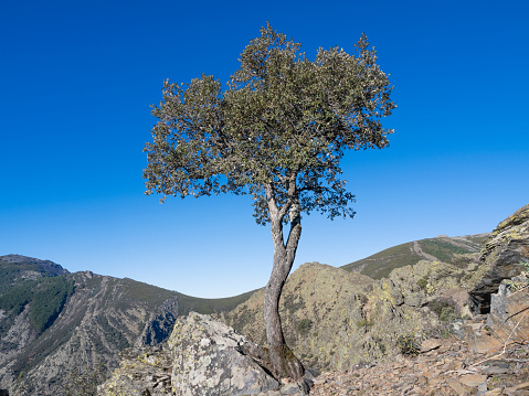 Singular trees in the Valley of Batuecas, Spain