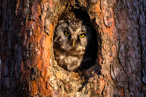 Boreal owl (Tengmalm's owl) looking out from the hollow in the pine tree, bird in natural habitat. Owl's nest.