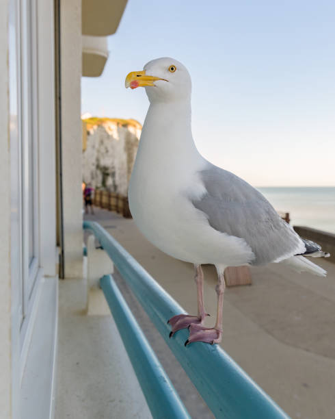 istock A European Herring Gull sitting in front of a window 1462211569