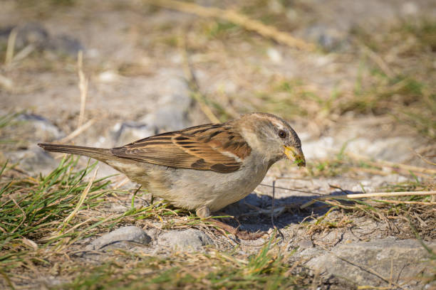 istock A female House Sparrow looking for food 1462211676