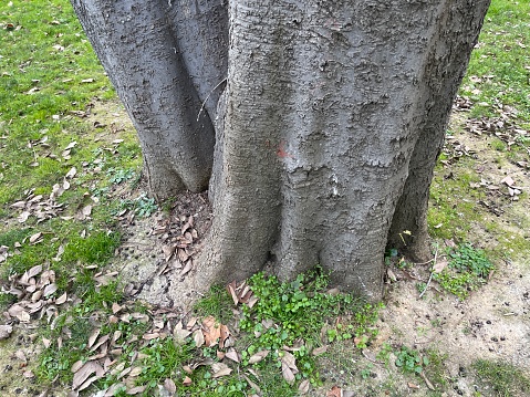 Old tree roots and old plane tree