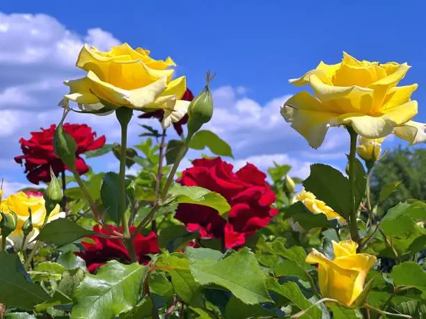 Rose flowers yellow and red against sunny blue sky.