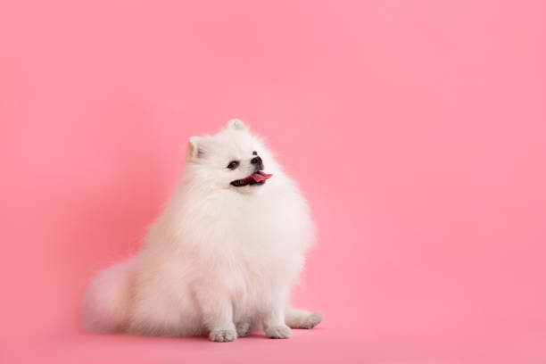 istock Dog breed pomeranian spitz funny sits on a pink background 1462214823
