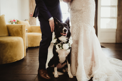 Dog dressed up on wedding day with flower wreath