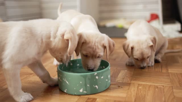 Cute puppies drinking water from their bowl