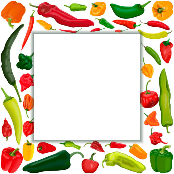 Square banner with different types of peppers. Sweet peppers. Mild and medium hot Chili peppers. Super hot peppers. Vegetables. Vector illustration isolated on white background. Template. Square banner with different types of peppers. Sweet peppers. Mild and medium hot Chili peppers. Super hot peppers. Vegetables. Vector illustration isolated on white background. Template. serrano chili pepper stock illustrations