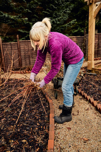 istock Woman pruning shrubs in winter 1462218825