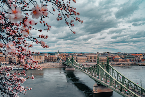 Blossoming view of the Liberty bridge, Budapest, capital of Hungary