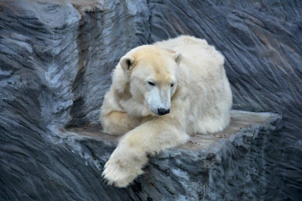 istock A strong and powerful polar bear. Stock photo. 1462220235